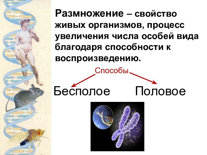 Размножение – свойство живых организмов, процесс увеличения числа особей вида благодаря способности