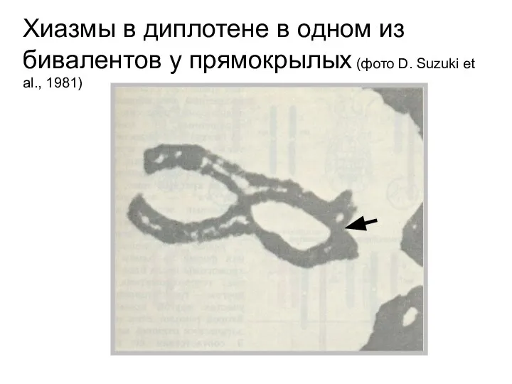 Хиазмы в диплотене в одном из бивалентов у прямокрылых (фото D. Suzuki et al., 1981)