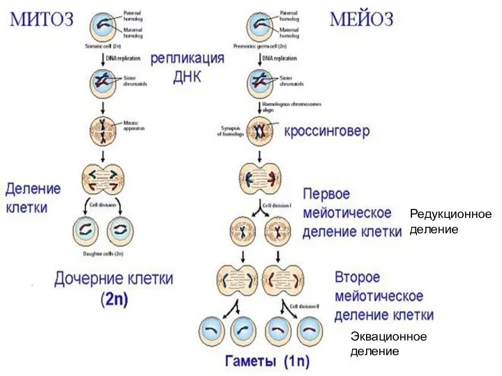 Редукционное деление Эквационное деление