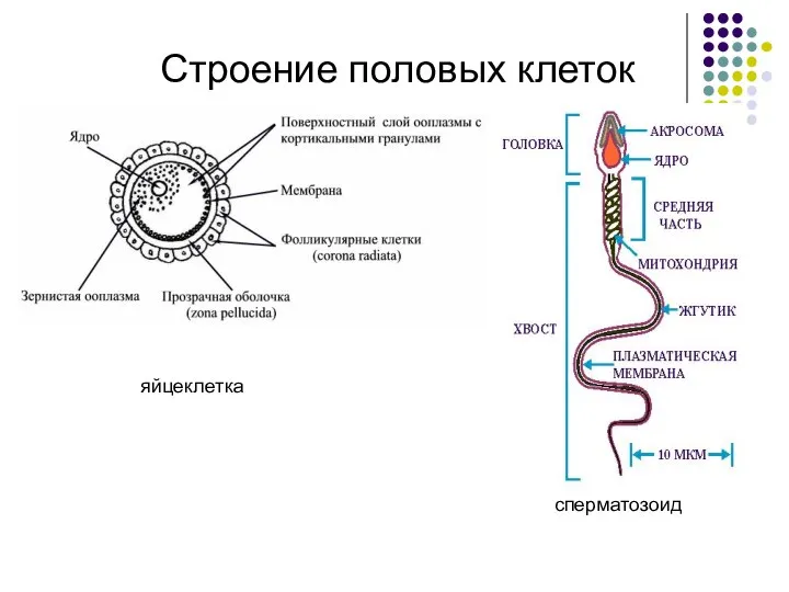 Строение половых клеток яйцеклетка сперматозоид