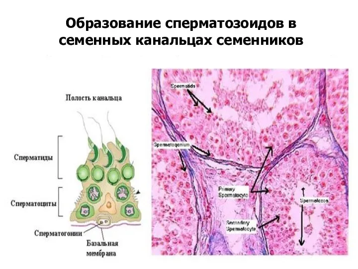 Образование сперматозоидов в семенных канальцах семенников