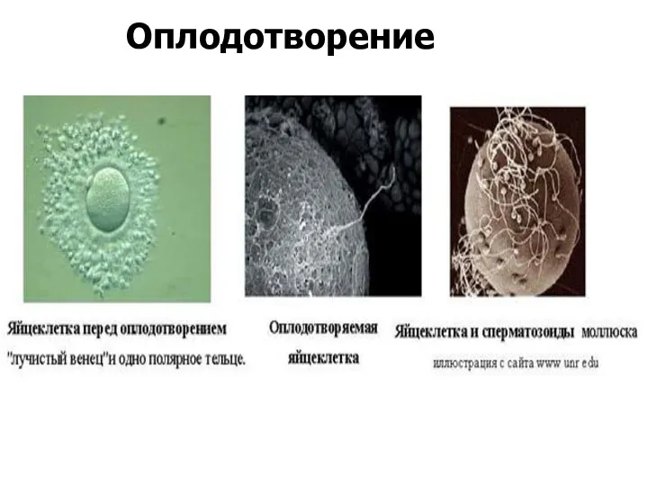 Оплодотворение