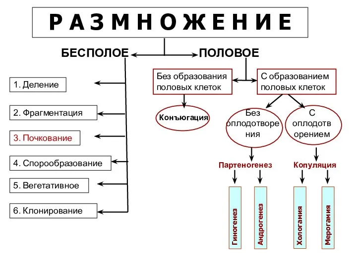 Р А З М Н О Ж Е Н И Е ПОЛОВОЕ