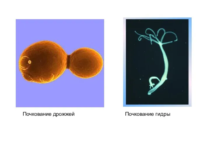 Почкование дрожжей Почкование гидры