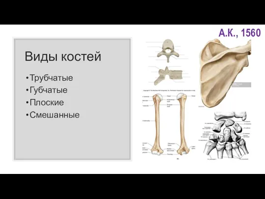 Виды костей Трубчатые Губчатые Плоские Смешанные