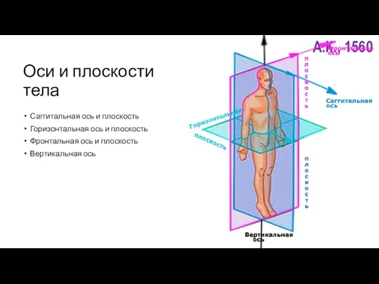 Оси и плоскости тела Саггитальная ось и плоскость Горизонтальная ось и плоскость