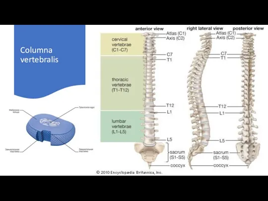Columna vertebralis