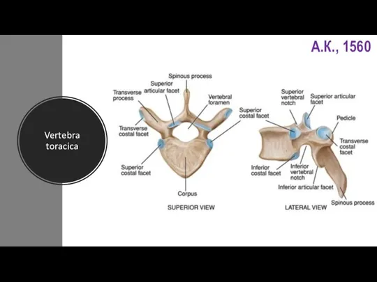 Vertebra toracica