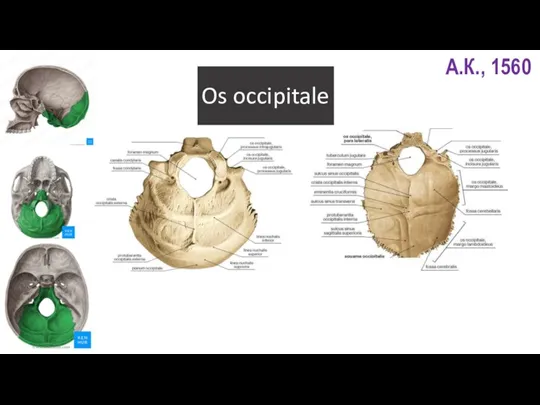 Os occipitale