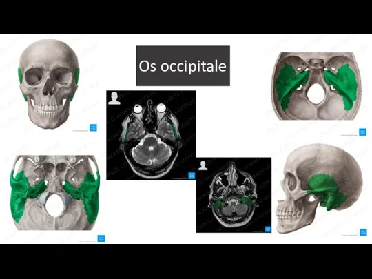 Os occipitale
