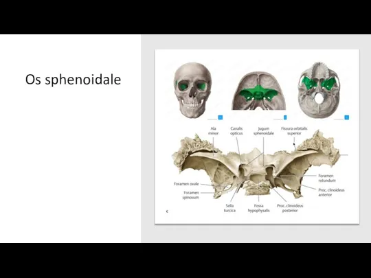 Os sphenoidale