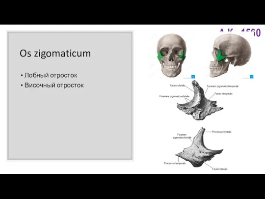 Os zigomaticum Лобный отросток Височный отросток