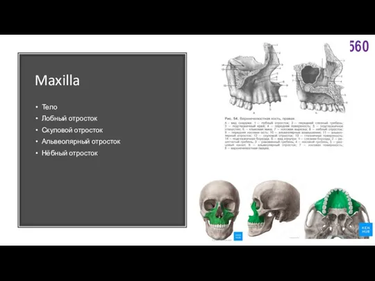 Maxilla Тело Лобный отросток Скуловой отросток Альвеолярный отросток Нёбный отросток