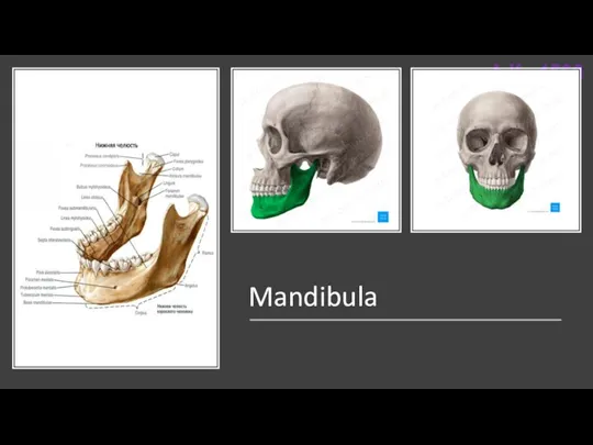 Mandibula