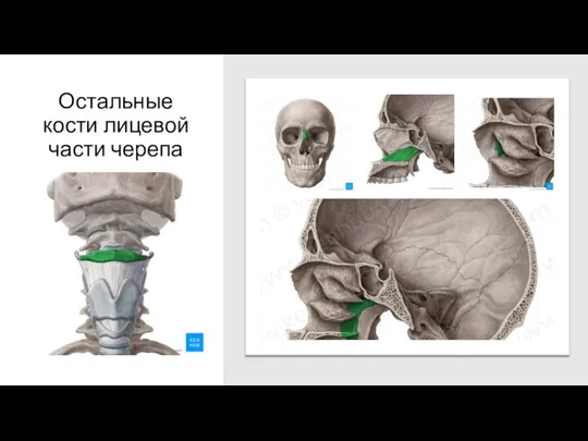 Остальные кости лицевой части черепа