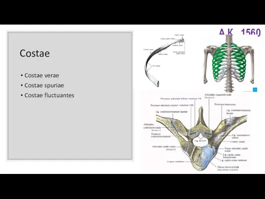 Costae Costae verae Costae spuriae Costae fluctuantes