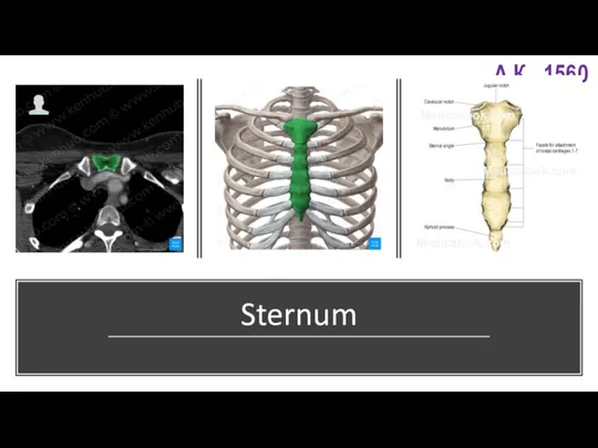 Sternum