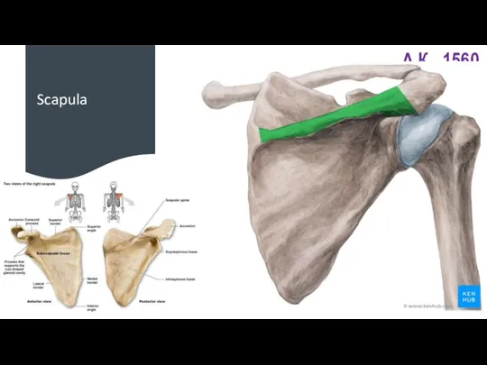 Scapula