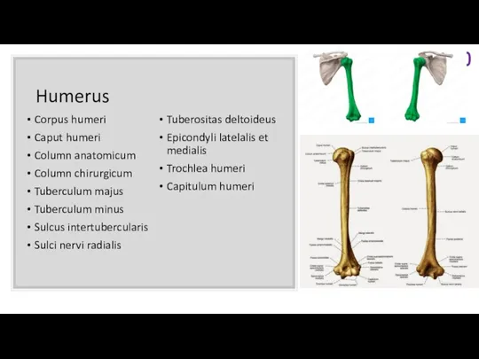 Humerus Corpus humeri Caput humeri Column anatomicum Column chirurgicum Tuberculum majus Tuberculum