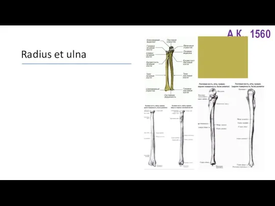 Radius et ulna