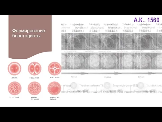 Формирование бластоцисты