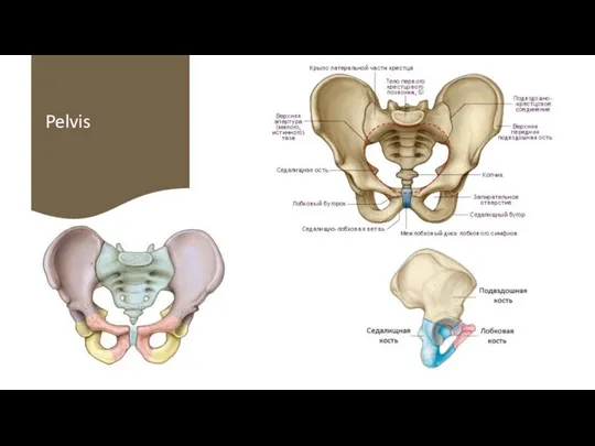 Pelvis