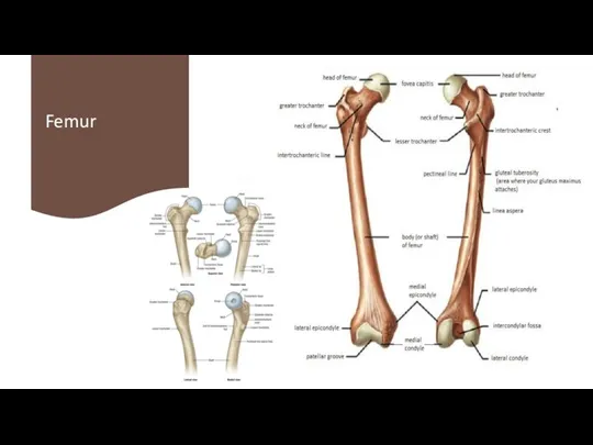 Femur