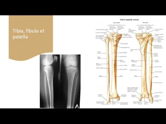 Tibia, fibula et patella