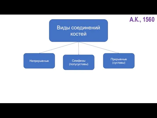 Виды соединений костей Непрерывные Прерывные (суставы) Симфизы (полусуставы)