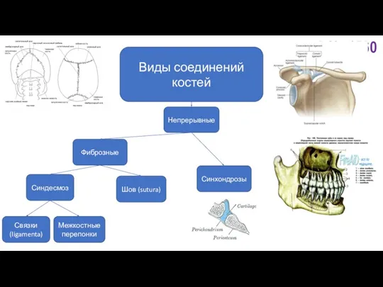 Виды соединений костей Непрерывные Связки (ligamenta) Межкостные перепонки Шов (sutura) Фиброзные Синхондрозы Синдесмоз