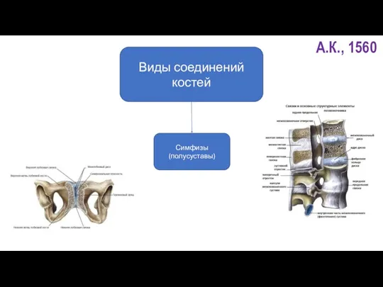 Виды соединений костей Симфизы (полусуставы)