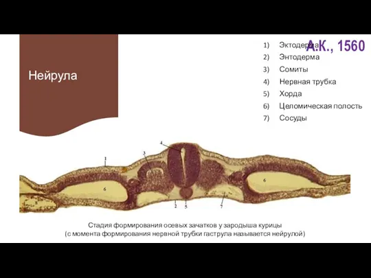 Нейрула Эктодерма Энтодерма Сомиты Нервная трубка Хорда Целомическая полость Сосуды Стадия формирования