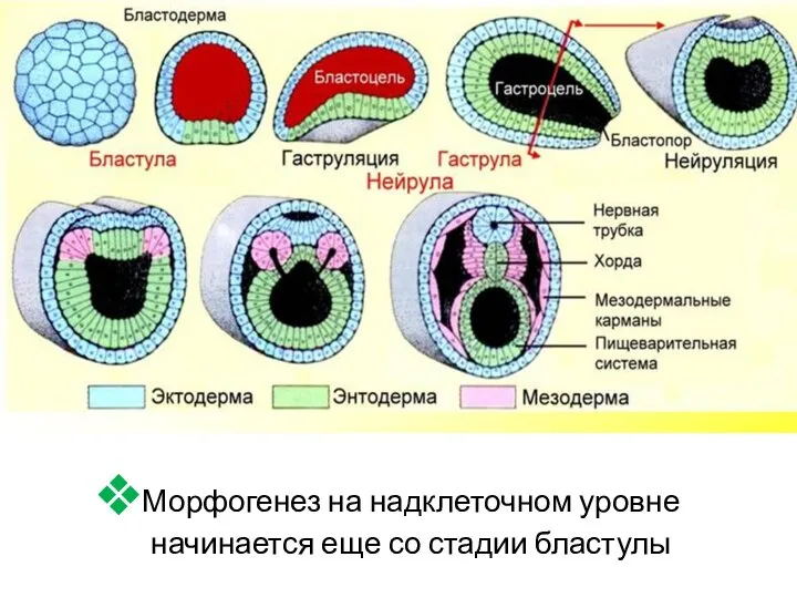 Морфогенез на надклеточном уровне начинается еще со стадии бластулы