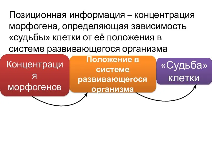 «Судьба» клетки Положение в системе развивающегося организма Концентрация морфогенов Позиционная информация –