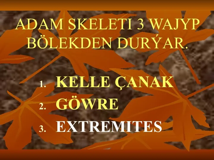 ADAM SKELETI 3 WAJYP BÖLEKDEN DURÝAR. KELLE ÇANAK GÖWRE EXTREMITES