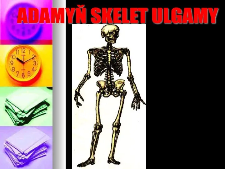 ADAMYŇ SKELET ULGAMY