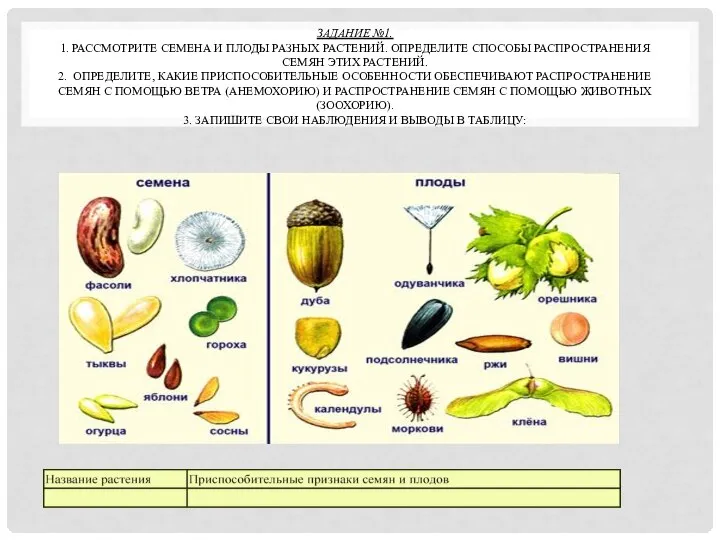 ЗАДАНИЕ №1. 1. РАССМОТРИТЕ СЕМЕНА И ПЛОДЫ РАЗНЫХ РАСТЕНИЙ. ОПРЕДЕЛИТЕ СПОСОБЫ РАСПРОСТРАНЕНИЯ