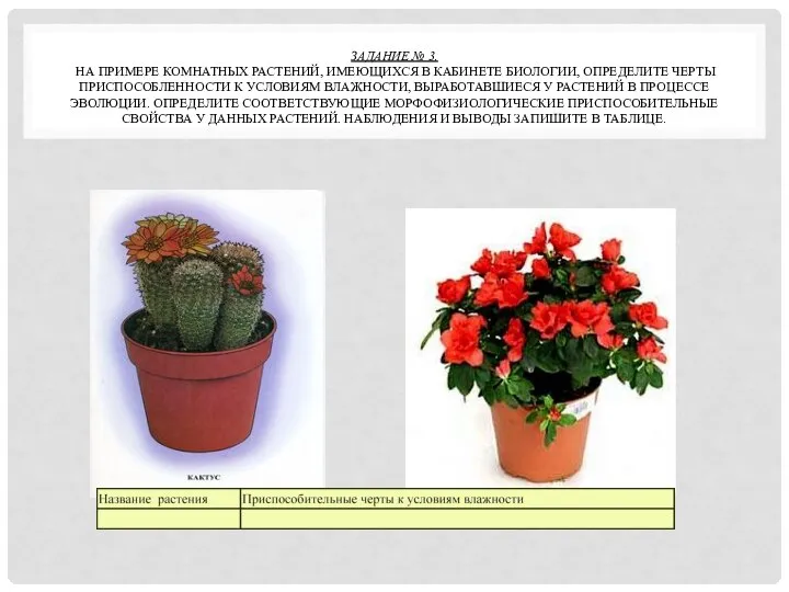 ЗАДАНИЕ № 3. НА ПРИМЕРЕ КОМНАТНЫХ РАСТЕНИЙ, ИМЕЮЩИХСЯ В КАБИНЕТЕ БИОЛОГИИ, ОПРЕДЕЛИТЕ