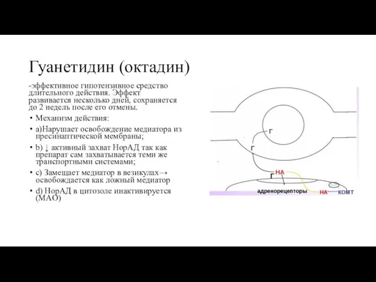 Гуанетидин (октадин) -эффективное гипотензивное средство длительного действия. Эффект развивается несколько дней, сохраняется