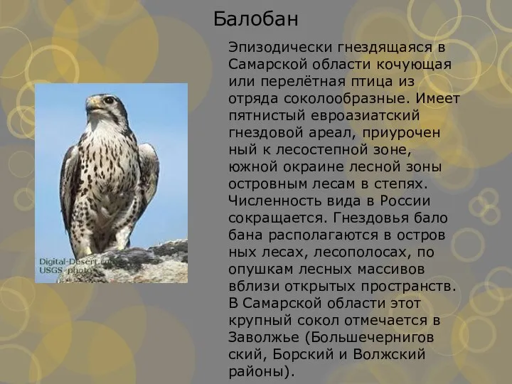 Эпизодически гнездящаяся в Самарской области кочующая или перелётная птица из отряда соколообразные.