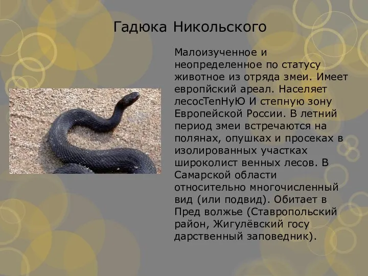 Малоизученное и неопределенное по статусу животное из отряда змеи. Имеет европйский ареал.