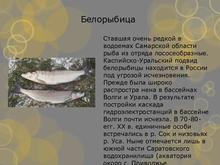 Ставшая очень редкой в водоемах Самарской области рыба из отряда лососеобразные. Каспийско-Уральский