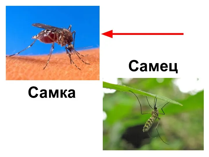 Самка Самец