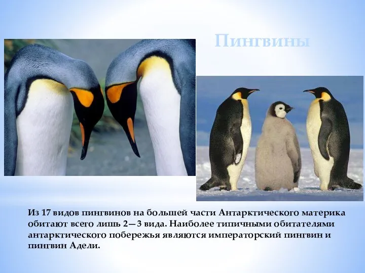 Из 17 видов пингвинов на большей части Антарктического материка обитают всего лишь