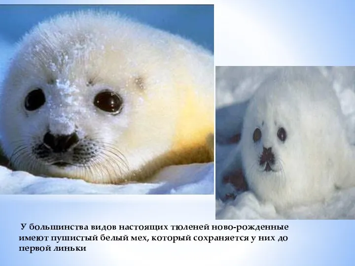 У большинства видов настоящих тюленей ново-рожденные имеют пушистый белый мех, который сохраняется