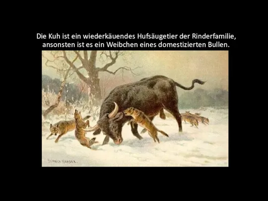 Die Kuh ist ein wiederkäuendes Hufsäugetier der Rinderfamilie, ansonsten ist es ein Weibchen eines domestizierten Bullen.