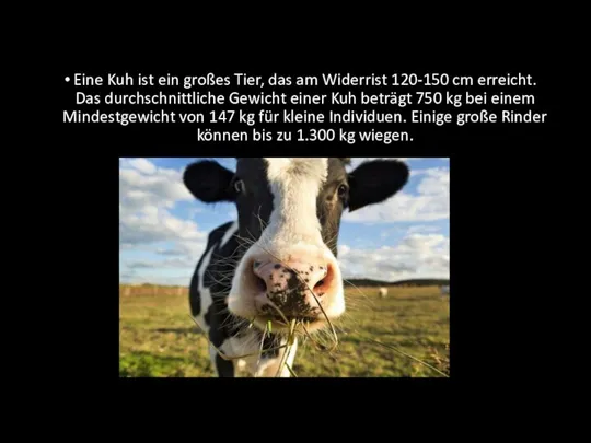 Eine Kuh ist ein großes Tier, das am Widerrist 120-150 cm erreicht.