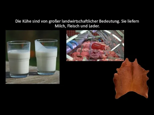 Die Kühe sind von großer landwirtschaftlicher Bedeutung. Sie liefern Milch, Fleisch und Leder.