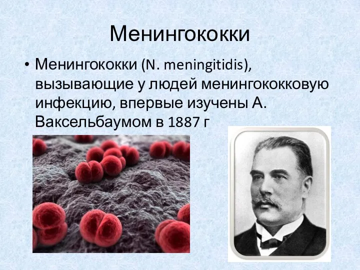 Менингококки Менингококки (N. meningitidis), вызывающие у людей менингококковую инфекцию, впервые изучены А. Ваксельбаумом в 1887 г