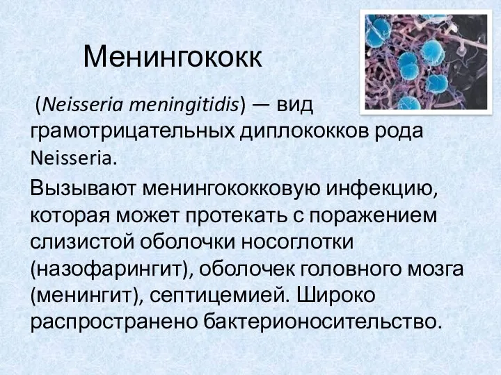 Менингококк (Neisseria meningitidis) — вид грамотрицательных диплококков рода Neisseria. Вызывают менингококковую инфекцию,